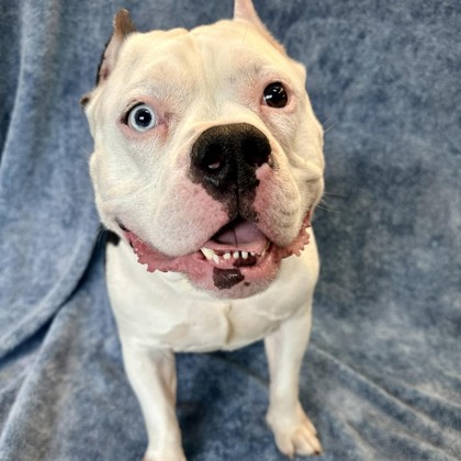 Pharaoh - Benchwarmer!