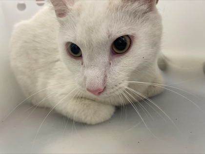 "Pearl" - Adoption Hold!