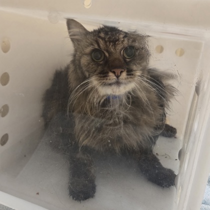 "Java Chip"-Adoption Hold