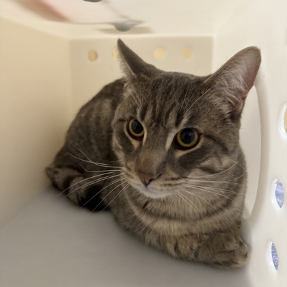 “Purr-lock Holmes”