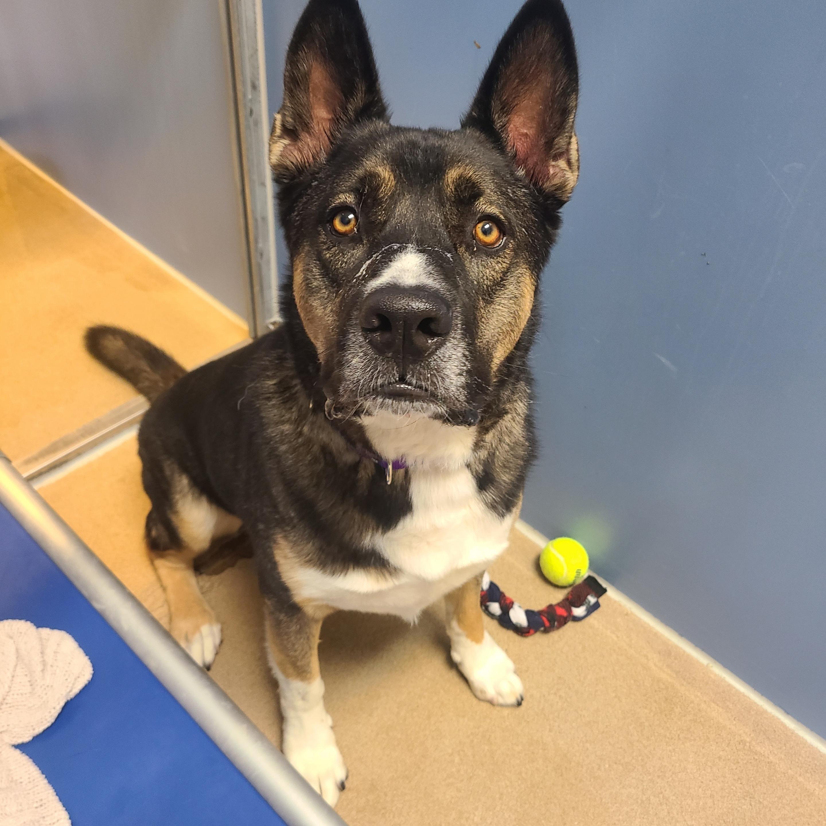 Koda