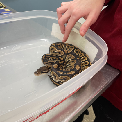 "Slinky" -Adoption Hold!