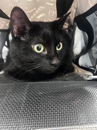 Bagheera