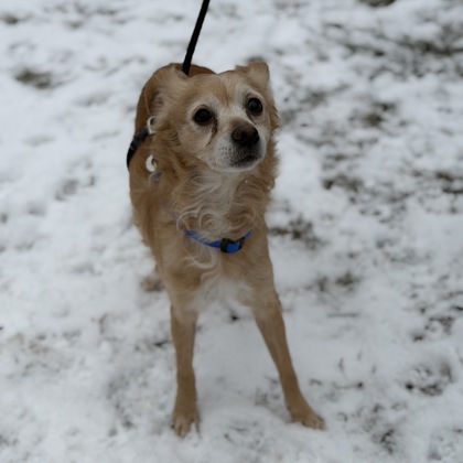 Rollie - Required Couple