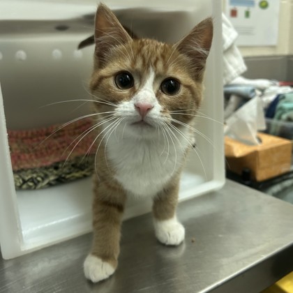 "Golden Prize Melon"