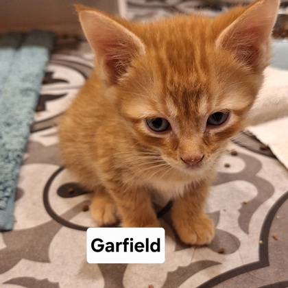 Garfield