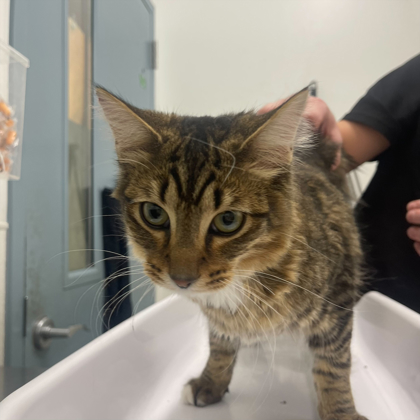 "Crinkle" - Adoption Hold!