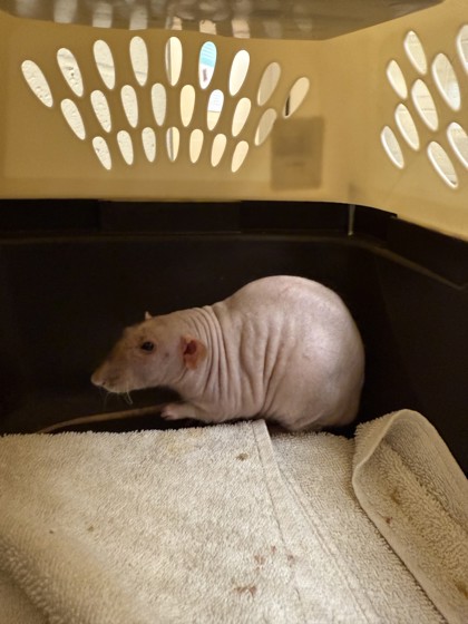 Scabbers- required pair with pebbles