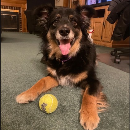 Brownie - Benchwarmer! Volunteer Pick!
