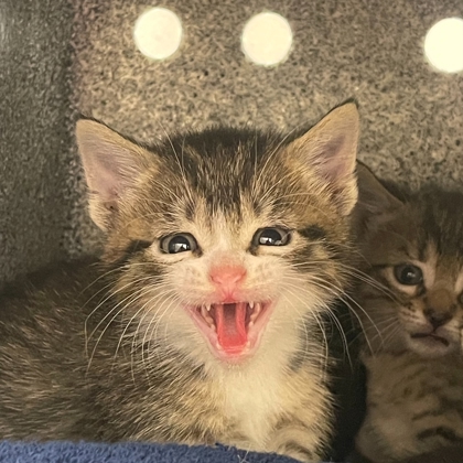 "Kit Kat"