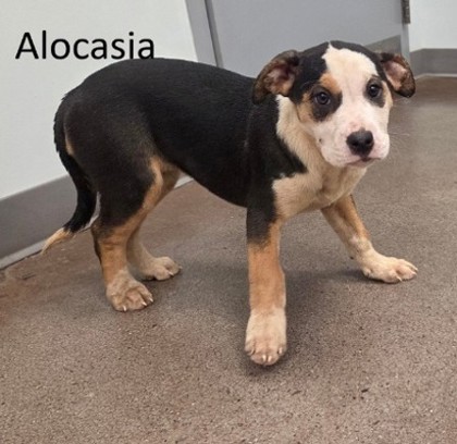 Alocasia