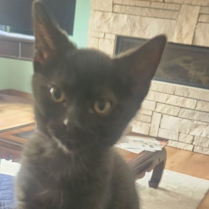 Boris