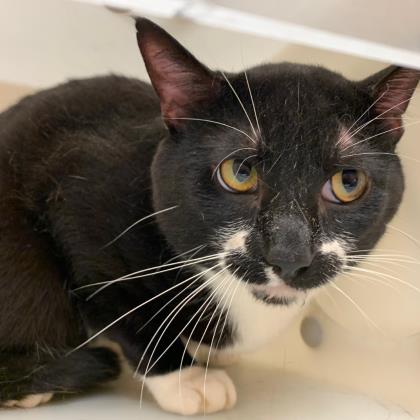 Pipevine Swallowtail