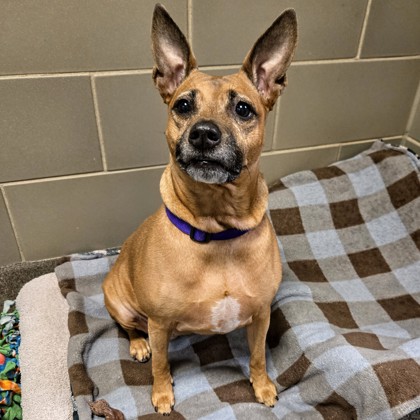 Nala - Required Couple, Vol. Pick, & Benchwarmer!