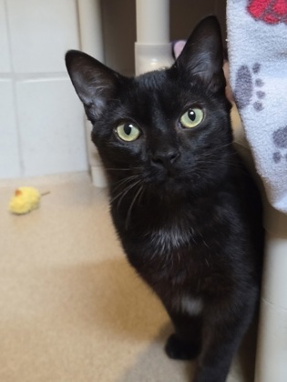 Merlin