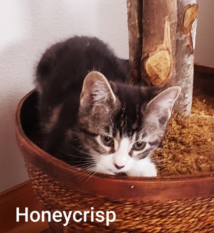 Honeycrisp