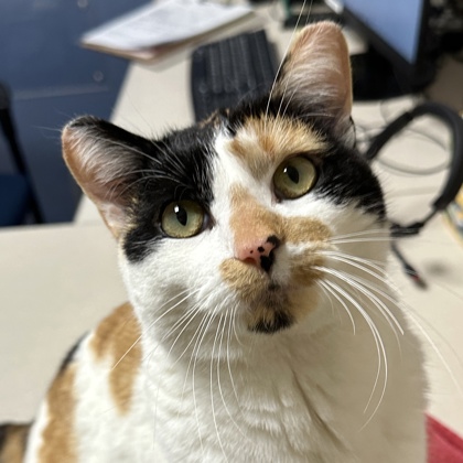 Callie