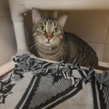 Leo - Required Couple!