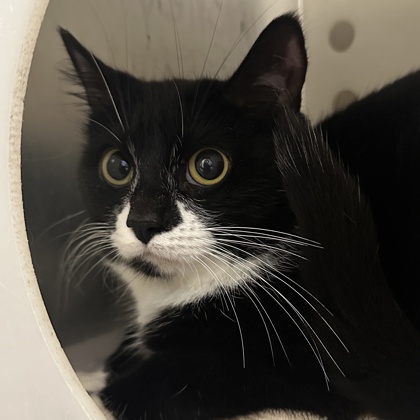 Tuxedo