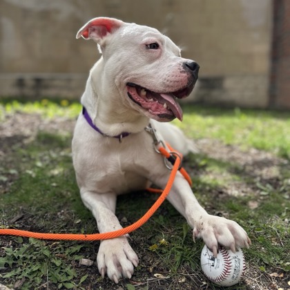 Daisy - Video & Staff Pick! Benchwarmer!