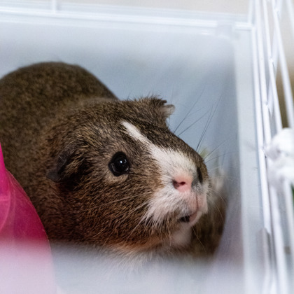 Gordito - Required with Dash