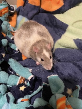 Oreo
