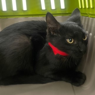 Sammy