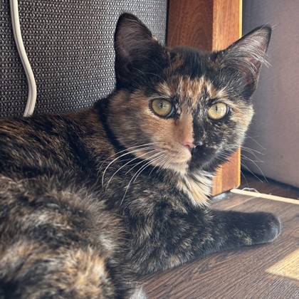 Mollie