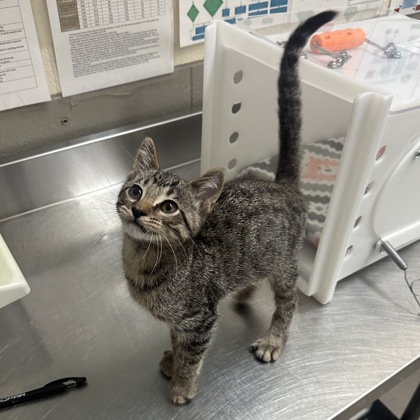 Jalen - Adoption Hold!