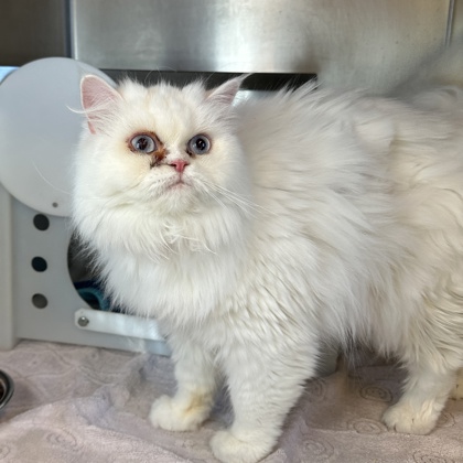 Furgalicious