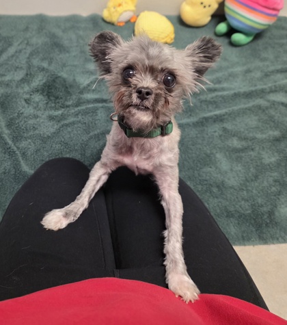 Gracie