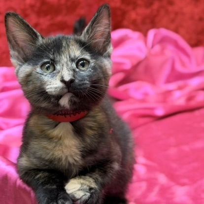 Protagonist - Available Sat.  Feb 14 @ 3pm!