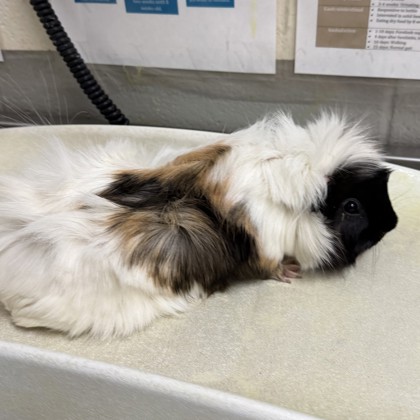 Popcorn - Required Pair!