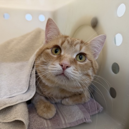 Simba