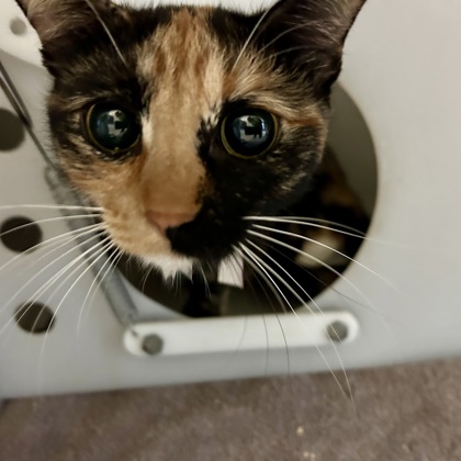 Nala
