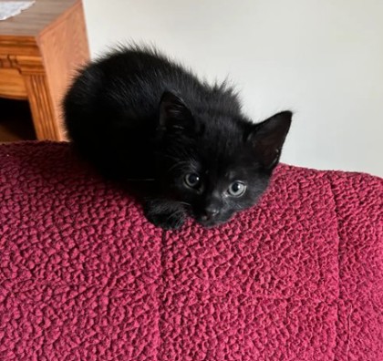 Jovi