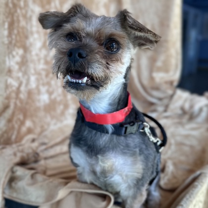 Maggie