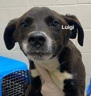Luigi