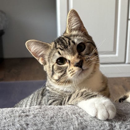 Tetra
