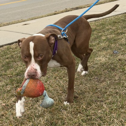 Bam Bam - Benchwarmer!