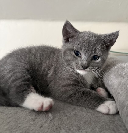 Friskies