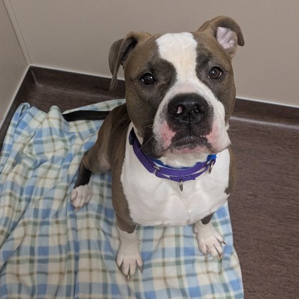 Duke- Video and Staff Pick!