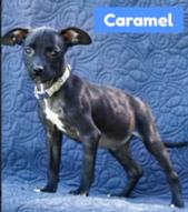 Caramel