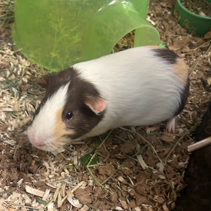 Cinnamon