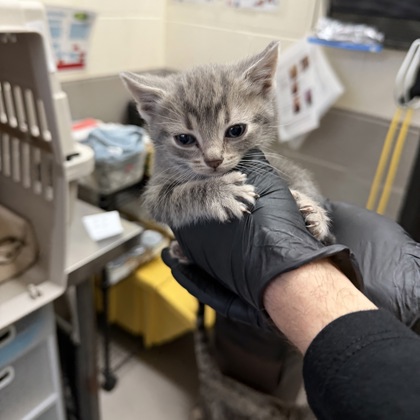 Sonja - Adoption Hold!