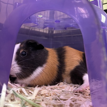 Snickers