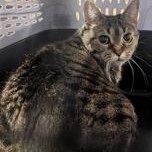 Gatita