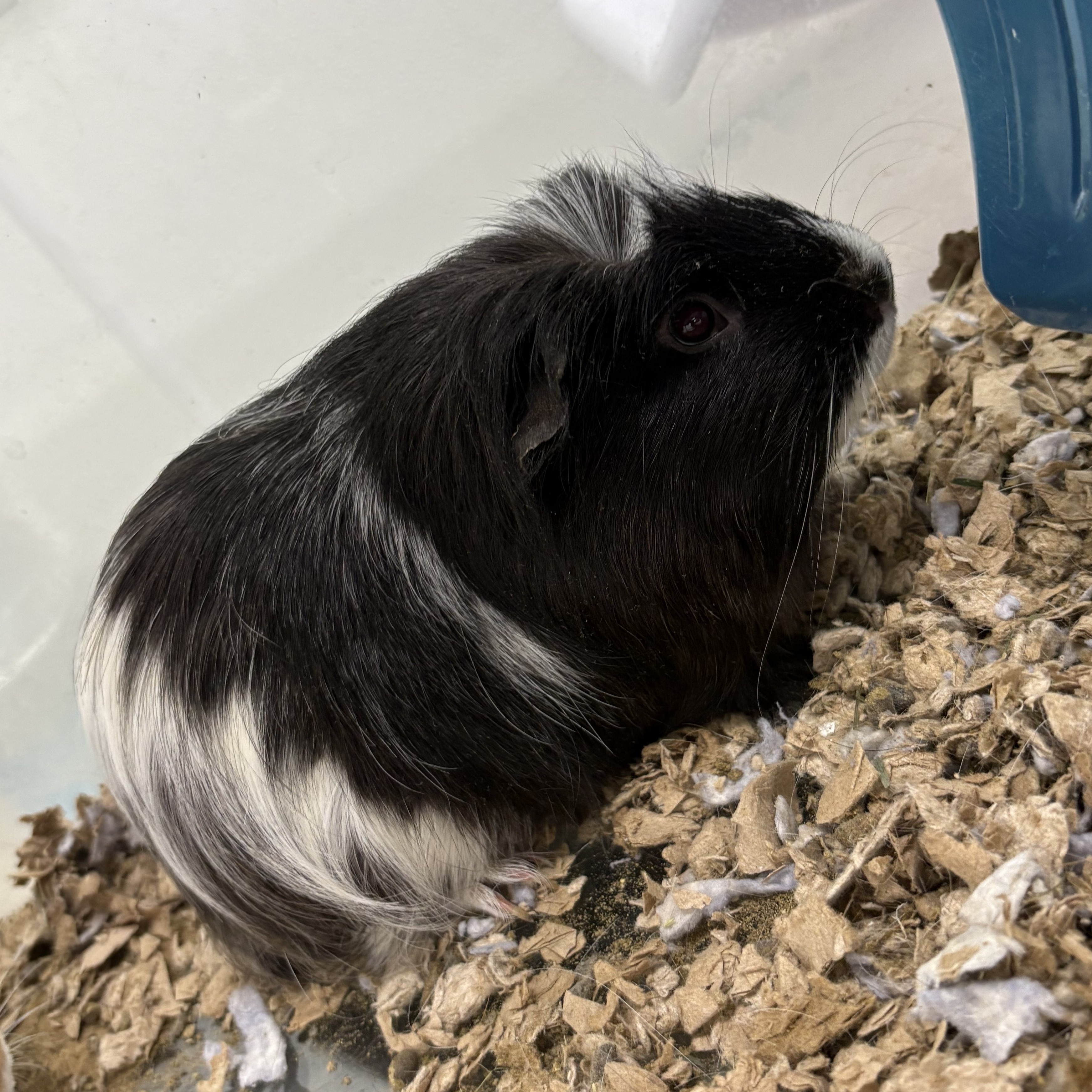 Oreo