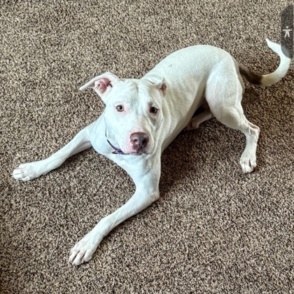 Fifi -Video!- Staff & Volunteer Pick, Benchwarmer!