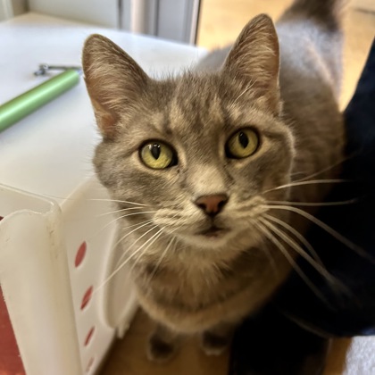 LuLu